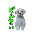 マルチーズのリンとチワワのへいすけ（個別スタンプ：9）