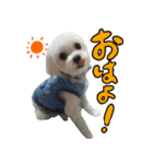 マルチーズのリンとチワワのへいすけ（個別スタンプ：10）
