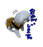 マルチーズのリンとチワワのへいすけ（個別スタンプ：12）
