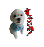 マルチーズのリンとチワワのへいすけ（個別スタンプ：14）