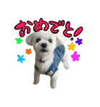 マルチーズのリンとチワワのへいすけ（個別スタンプ：16）