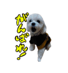 マルチーズのリンとチワワのへいすけ（個別スタンプ：18）