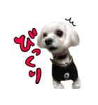 マルチーズのリンとチワワのへいすけ（個別スタンプ：19）