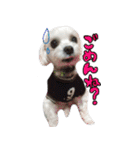 マルチーズのリンとチワワのへいすけ（個別スタンプ：26）