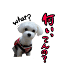 マルチーズのリンとチワワのへいすけ（個別スタンプ：30）