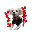 マルチーズのリンとチワワのへいすけ（個別スタンプ：31）