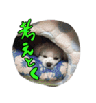 マルチーズのリンとチワワのへいすけ（個別スタンプ：33）