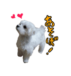 マルチーズのリンとチワワのへいすけ（個別スタンプ：35）