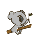 Koala Mr. K（個別スタンプ：1）