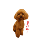トイプードルななちゃん part3（個別スタンプ：1）