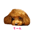 トイプードルななちゃん part3（個別スタンプ：3）
