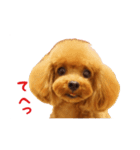 トイプードルななちゃん part3（個別スタンプ：5）