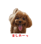 トイプードルななちゃん part3（個別スタンプ：6）