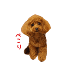トイプードルななちゃん part3（個別スタンプ：7）