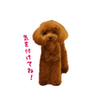 トイプードルななちゃん part3（個別スタンプ：10）