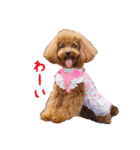 トイプードルななちゃん part3（個別スタンプ：11）