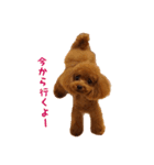 トイプードルななちゃん part3（個別スタンプ：14）