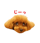 トイプードルななちゃん part3（個別スタンプ：15）