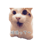 Oyaji neco（個別スタンプ：6）