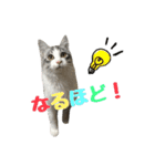 癒しの猫スタンプ**実写版**返答version（個別スタンプ：1）