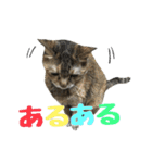 癒しの猫スタンプ**実写版**返答version（個別スタンプ：8）