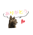 癒しの猫スタンプ**実写版**返答version（個別スタンプ：26）