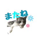 癒しの猫スタンプ**実写版**返答version（個別スタンプ：32）