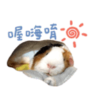 モルモット - 写真スタンプ vol. 1（個別スタンプ：1）