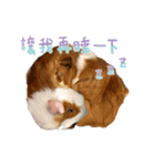 モルモット - 写真スタンプ vol. 1（個別スタンプ：2）