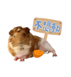 モルモット - 写真スタンプ vol. 1（個別スタンプ：3）