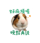 モルモット - 写真スタンプ vol. 1（個別スタンプ：9）