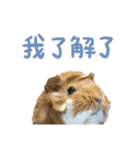 モルモット - 写真スタンプ vol. 1（個別スタンプ：18）