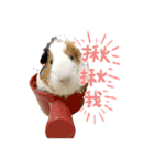 モルモット - 写真スタンプ vol. 1（個別スタンプ：22）