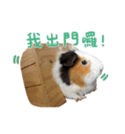 モルモット - 写真スタンプ vol. 1（個別スタンプ：24）