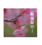 The beautiful cherry blossoms（個別スタンプ：1）