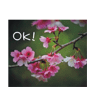 The beautiful cherry blossoms（個別スタンプ：2）