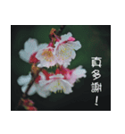The beautiful cherry blossoms（個別スタンプ：3）