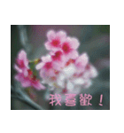 The beautiful cherry blossoms（個別スタンプ：4）