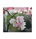 The beautiful cherry blossoms（個別スタンプ：5）