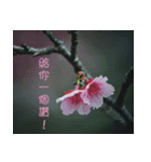 The beautiful cherry blossoms（個別スタンプ：6）