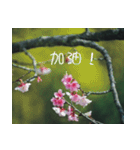 The beautiful cherry blossoms（個別スタンプ：7）