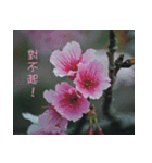 The beautiful cherry blossoms（個別スタンプ：8）