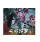 The beautiful cherry blossoms（個別スタンプ：9）