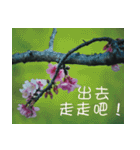The beautiful cherry blossoms（個別スタンプ：10）