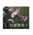 The beautiful cherry blossoms（個別スタンプ：11）