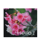 The beautiful cherry blossoms（個別スタンプ：12）