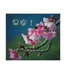 The beautiful cherry blossoms（個別スタンプ：13）