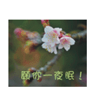 The beautiful cherry blossoms（個別スタンプ：14）