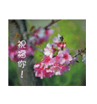 The beautiful cherry blossoms（個別スタンプ：15）