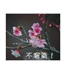 The beautiful cherry blossoms（個別スタンプ：16）